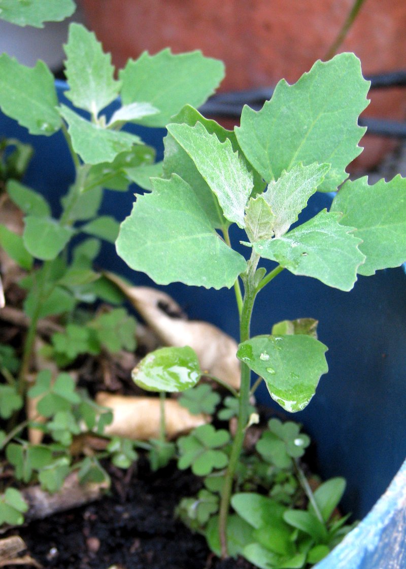 Lambsquarters photo 4