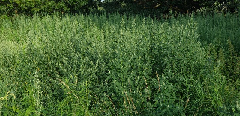 Lambsquarters photo 5