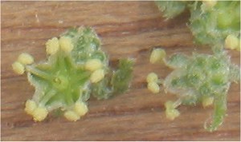 Lambsquarters photo 6
