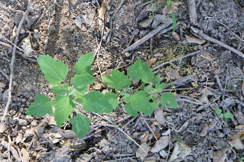 Chenopodium album var. album