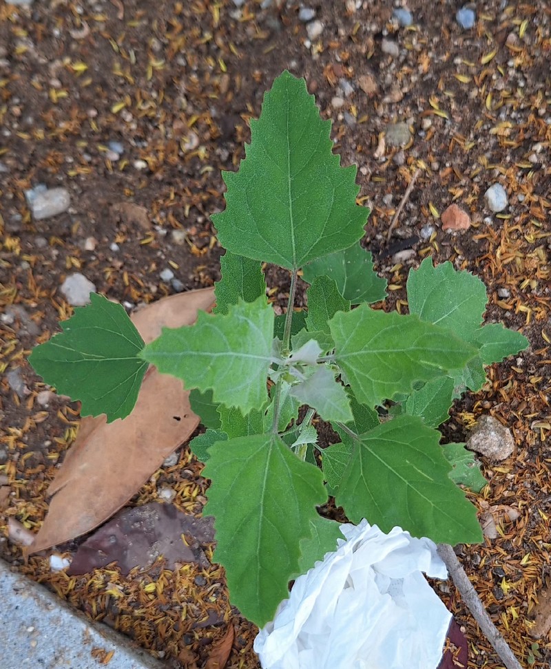 Chenopodium album var. album photo 2