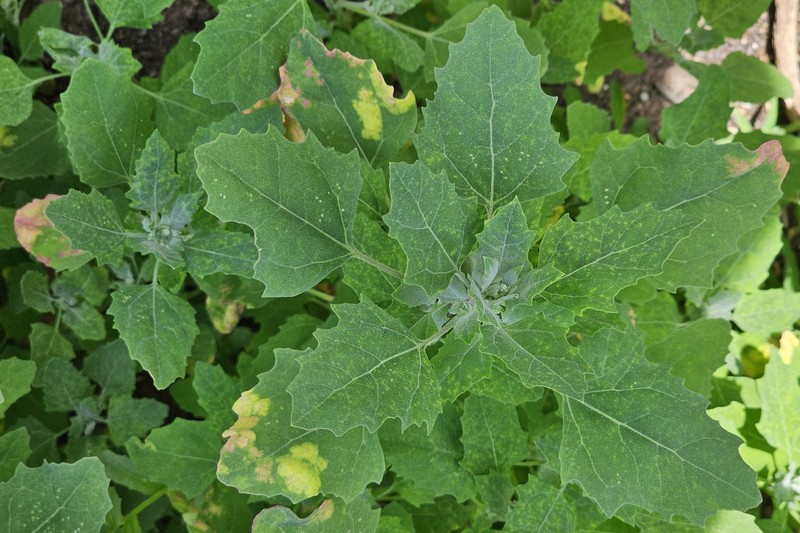 Chenopodium album var. album photo 3
