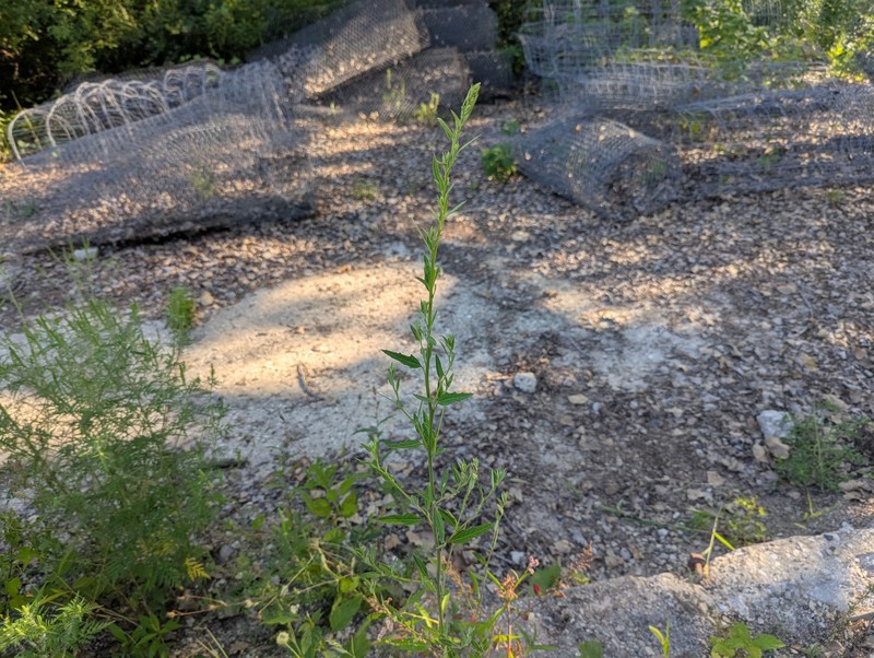 Chenopodium album var. missouriense