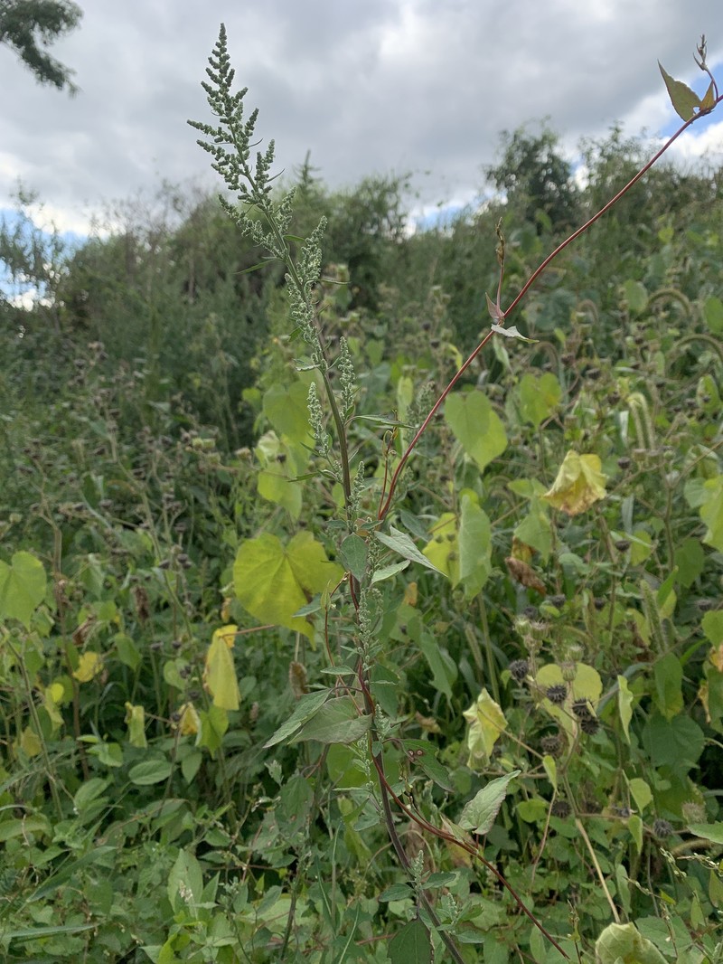 Chenopodium album var. missouriense photo 2