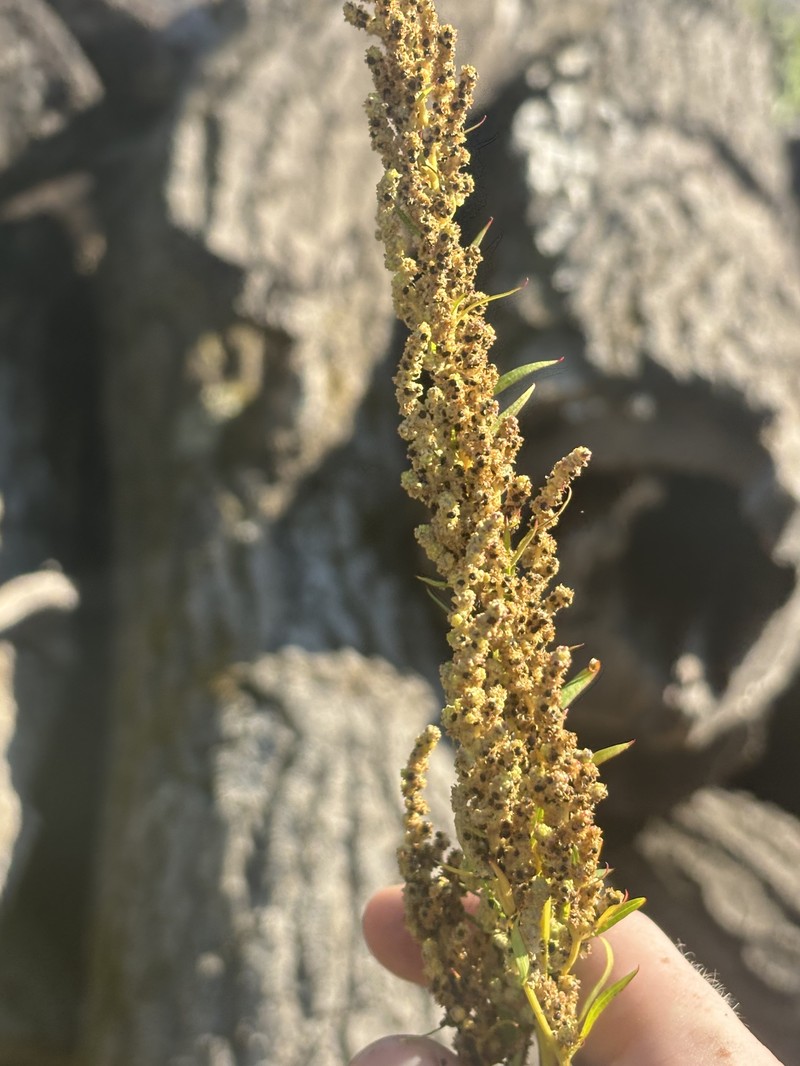 Chenopodium album var. missouriense photo 3