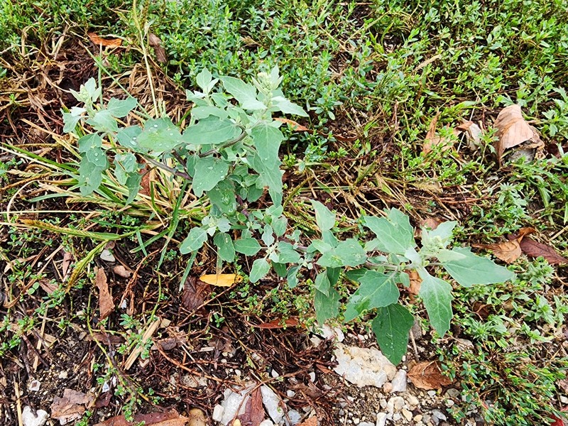 Chenopodium album var. missouriense photo 4