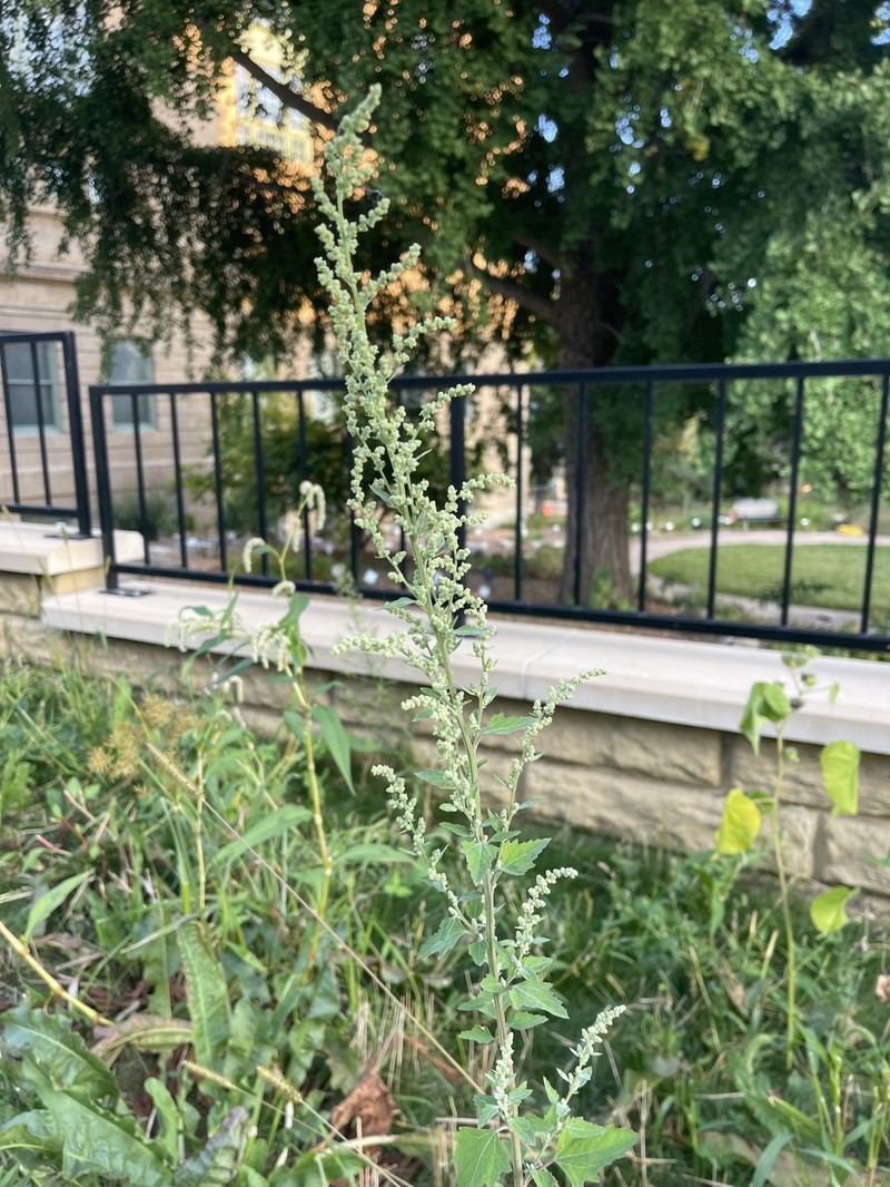 Chenopodium album var. missouriense photo 5