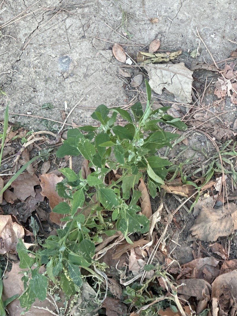 Chenopodium album var. missouriense photo 6