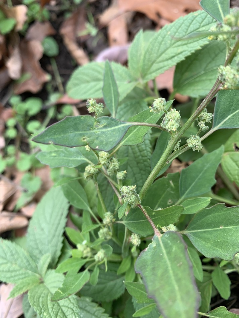 Chenopodium album var. missouriense photo 7