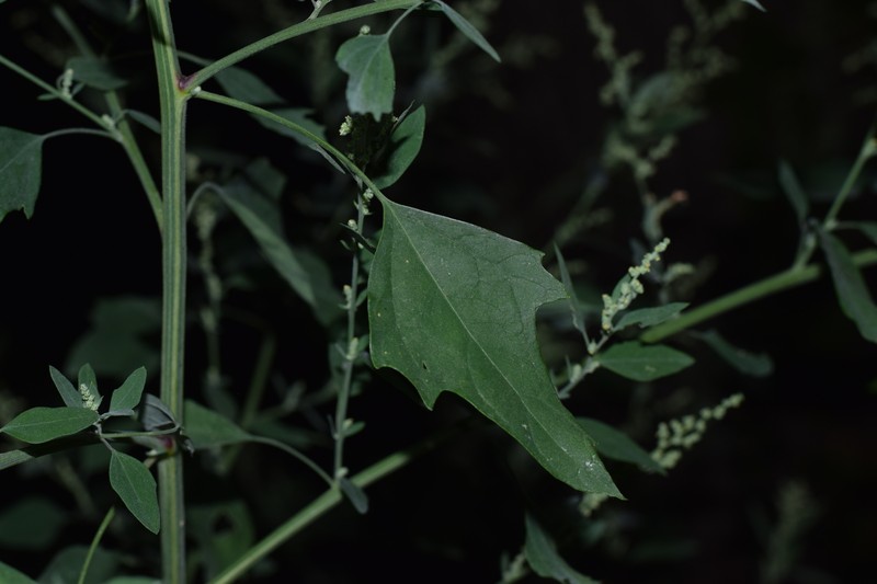 Chenopodium album var. missouriense photo 8