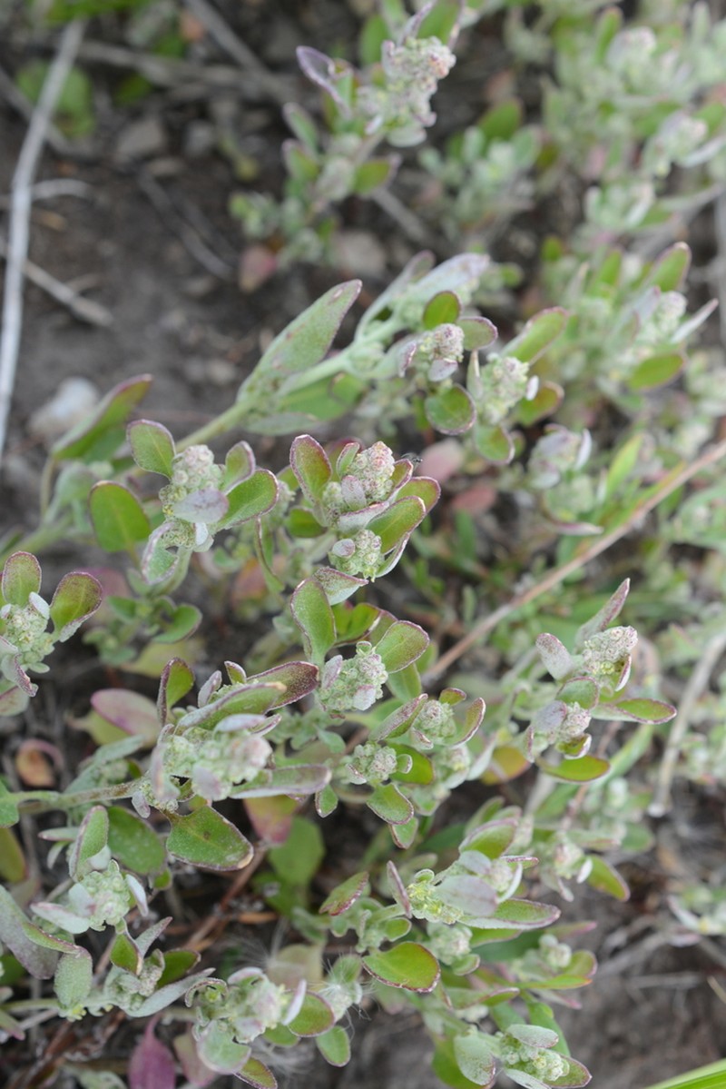 Pinyon Goosefoot