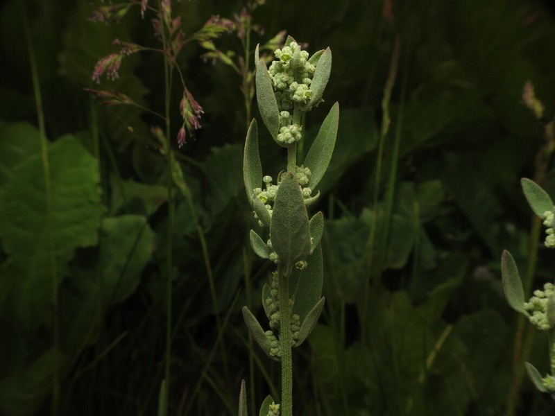 Pinyon Goosefoot photo 2
