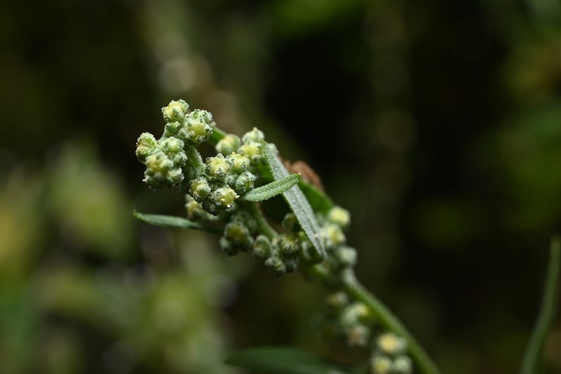 Pinyon Goosefoot photo 3