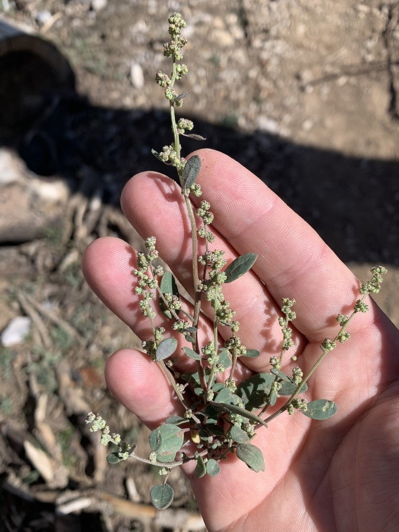 Pinyon Goosefoot photo 4