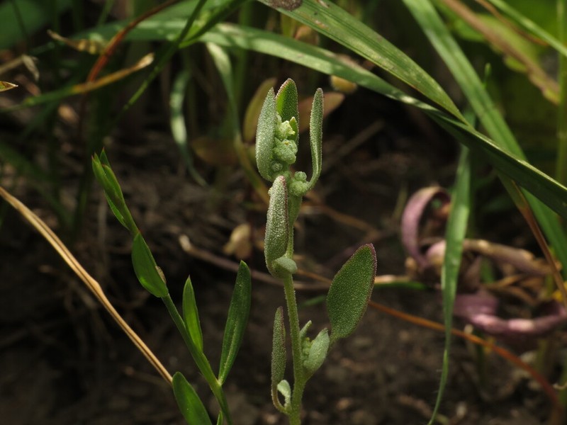Pinyon Goosefoot photo 5