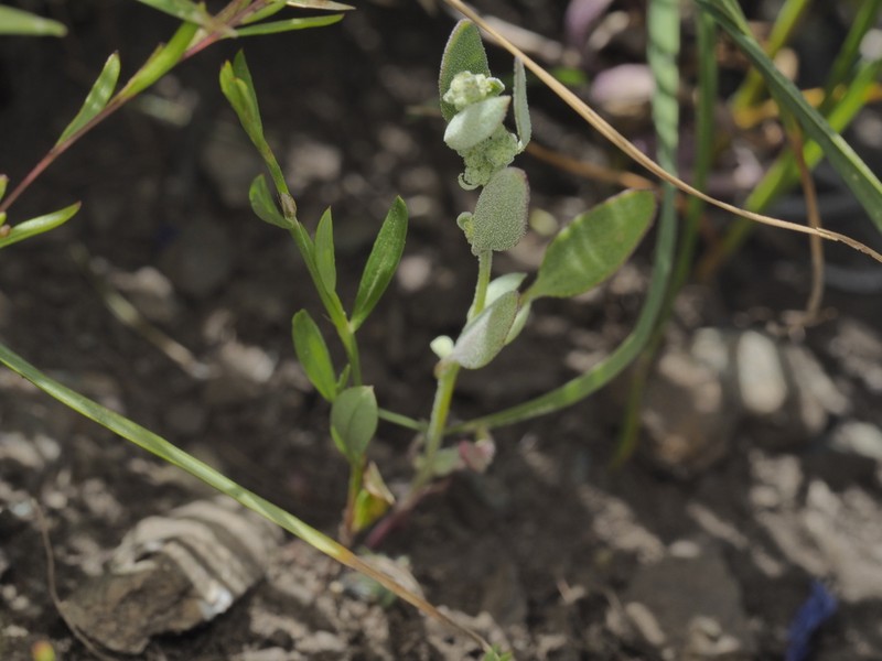 Pinyon Goosefoot photo 6