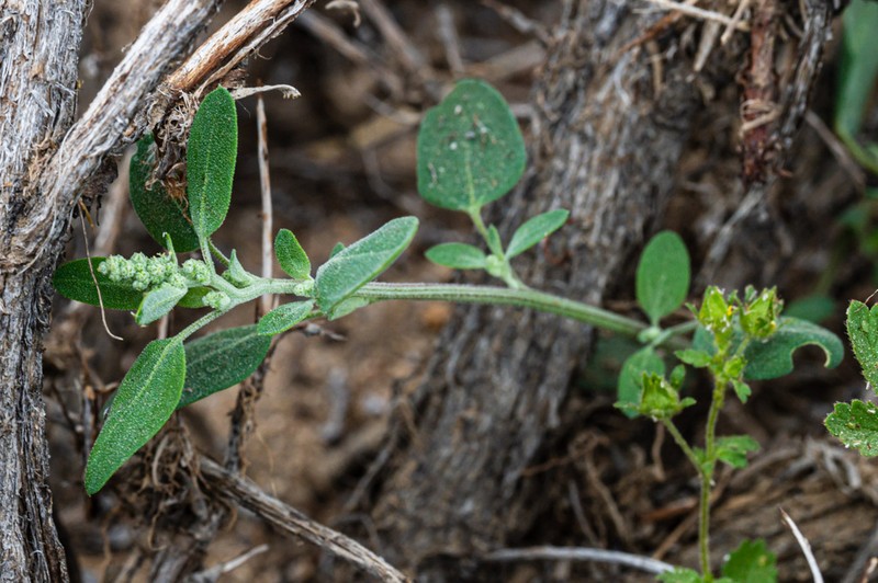 Pinyon Goosefoot photo 7