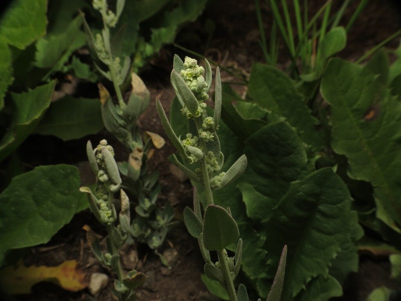 Pinyon Goosefoot photo 8