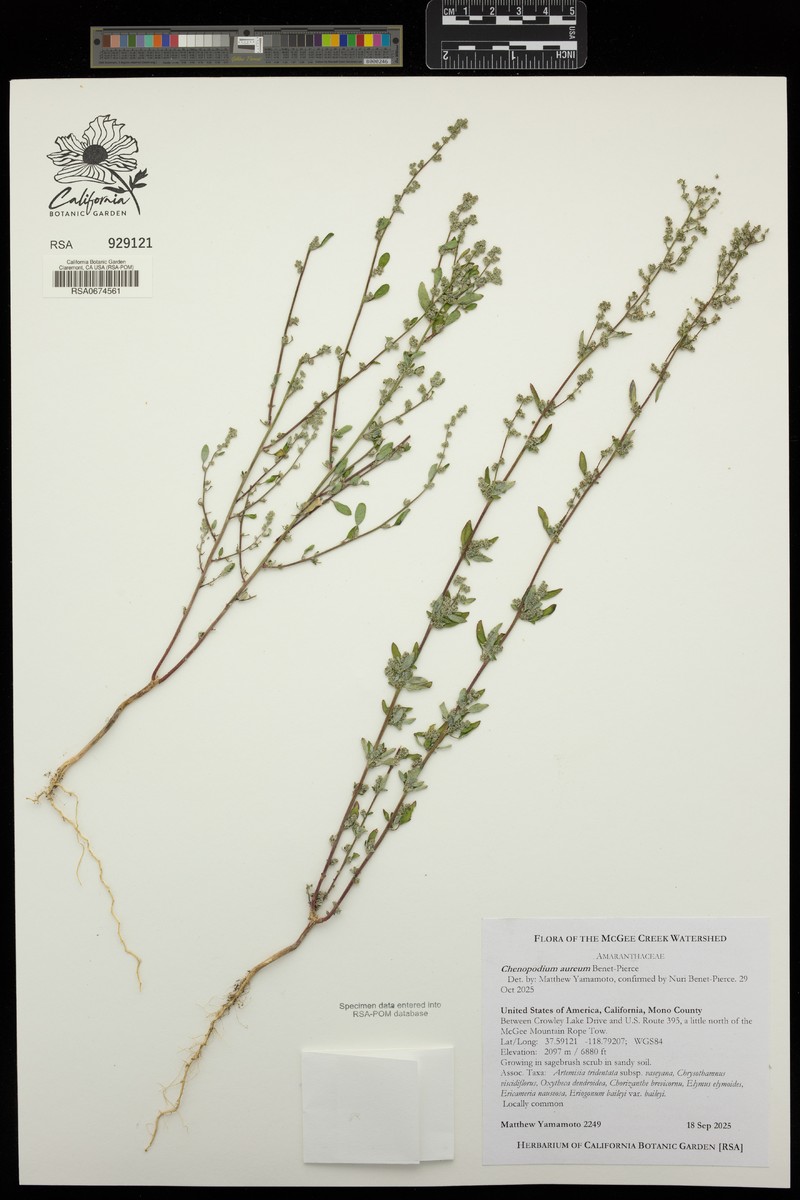 Chenopodium aureum photo 2