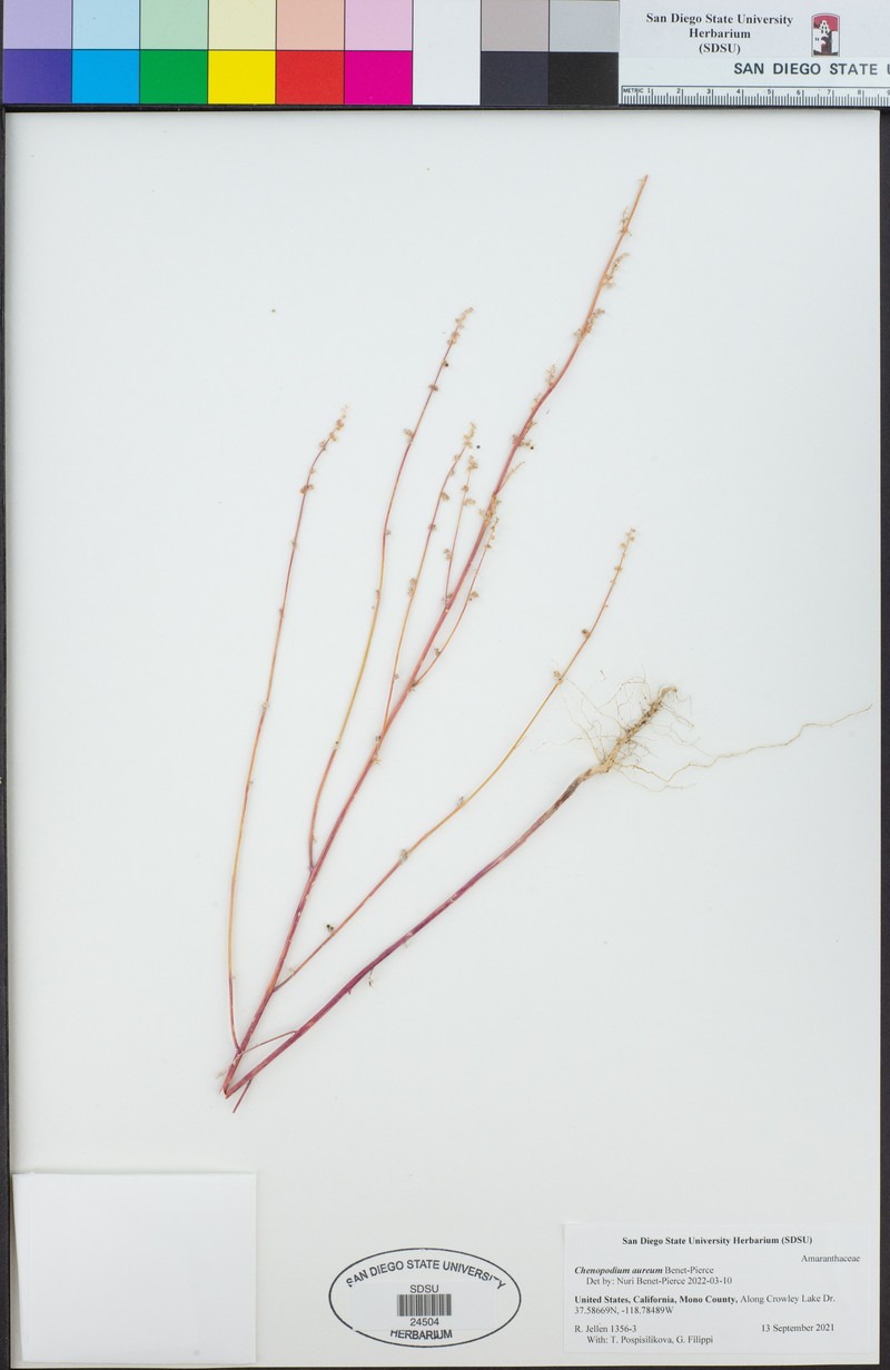 Chenopodium aureum photo 3