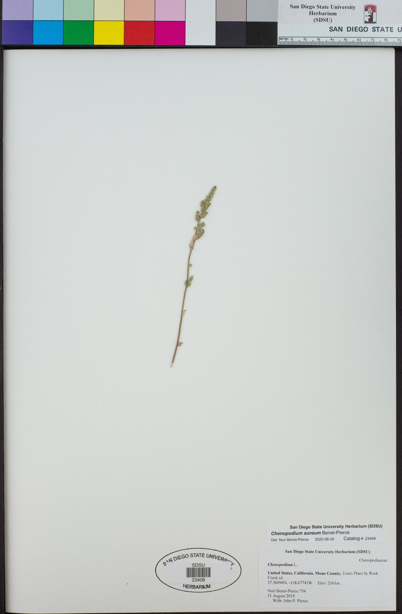 Chenopodium aureum photo 4