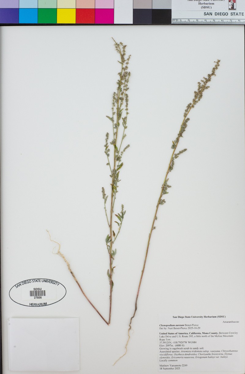 Chenopodium aureum