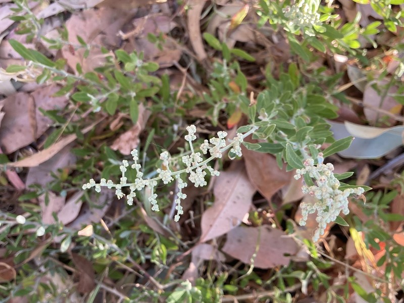 Chenopodium baccatum subsp. baccatum