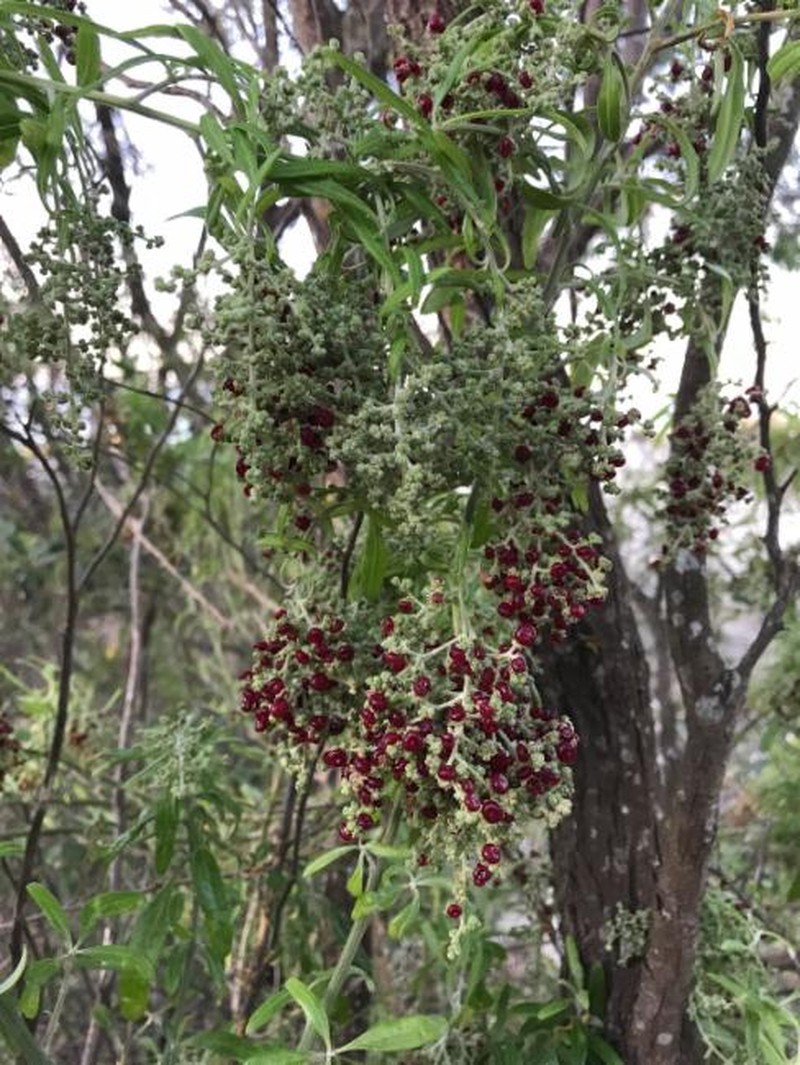 Chenopodium baccatum subsp. baccatum photo 2