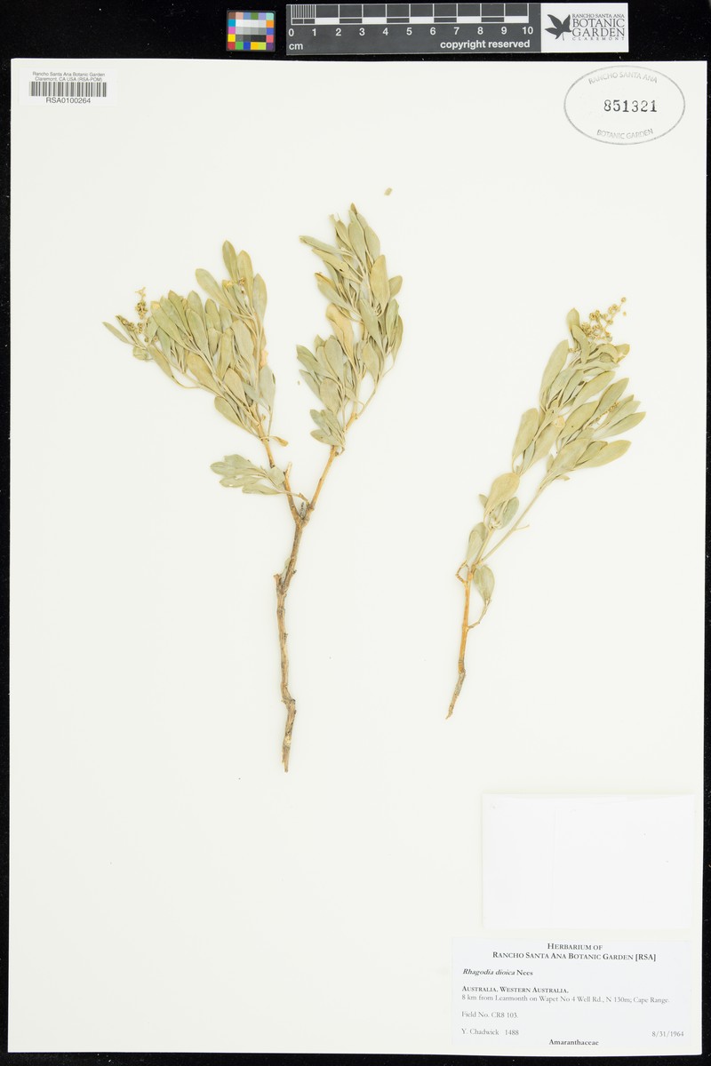Chenopodium baccatum subsp. dioicum