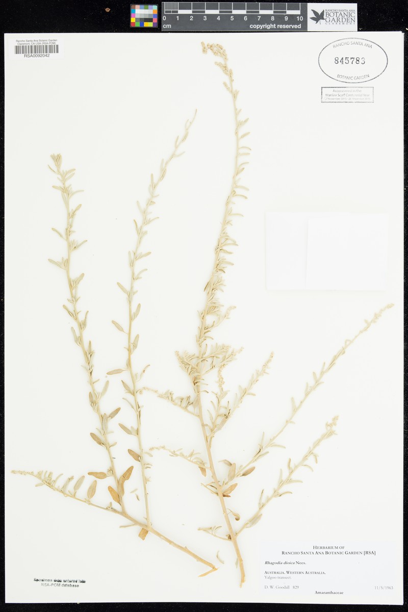 Chenopodium baccatum subsp. dioicum photo 2