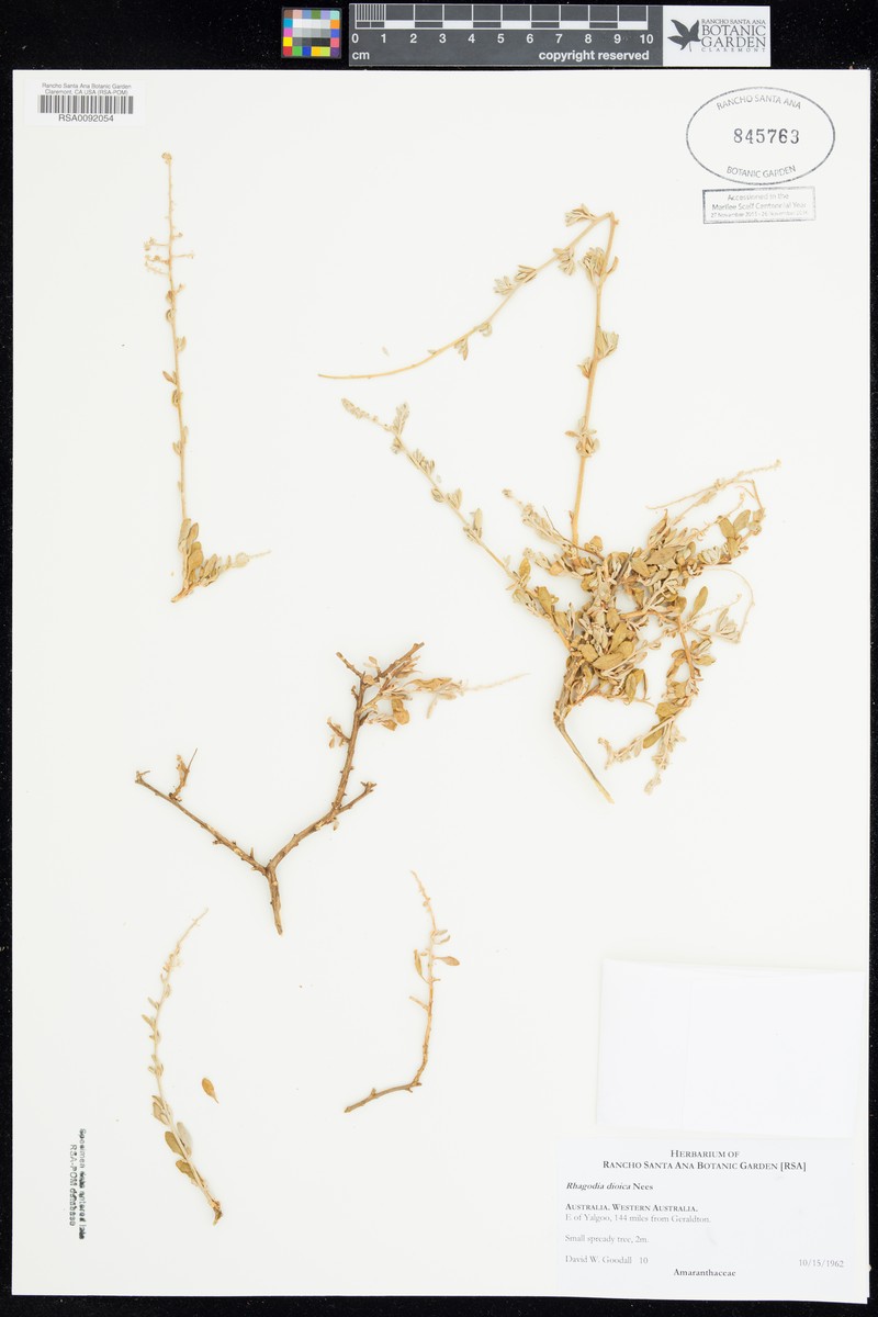 Chenopodium baccatum subsp. dioicum photo 3