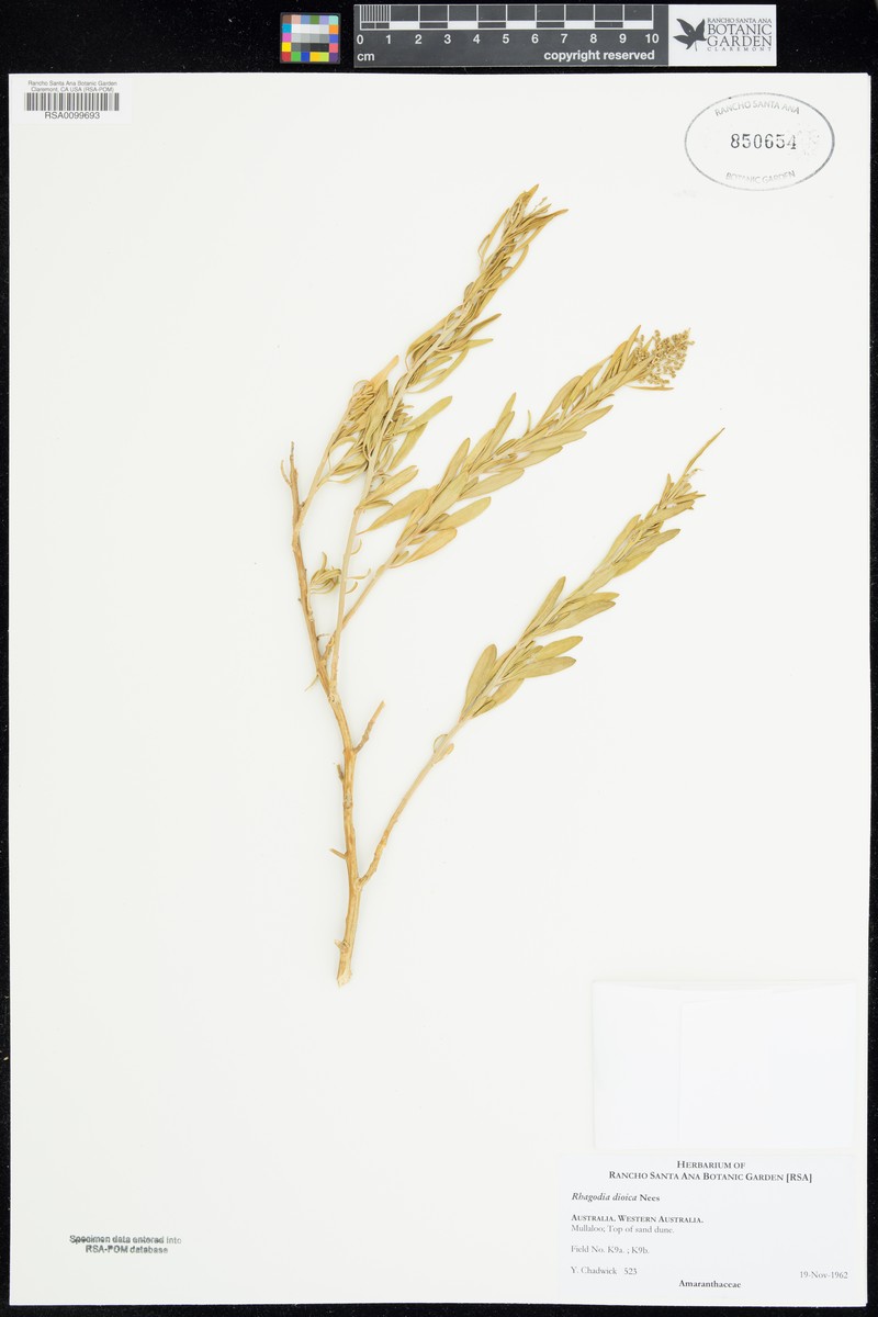 Chenopodium baccatum subsp. dioicum photo 4