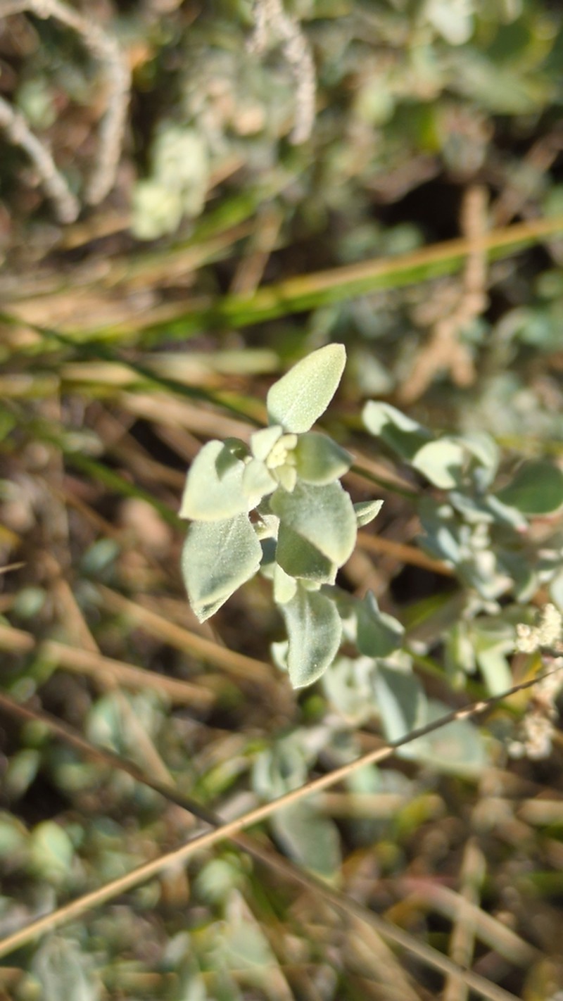 Chenopodium benthamii