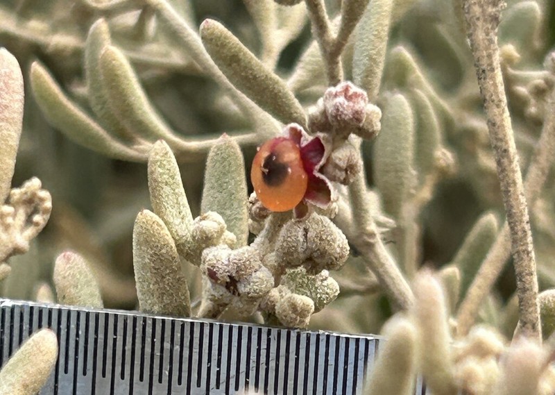Chenopodium benthamii photo 2