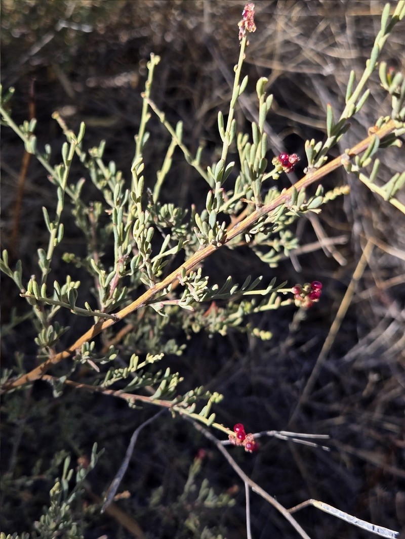 Chenopodium benthamii photo 3