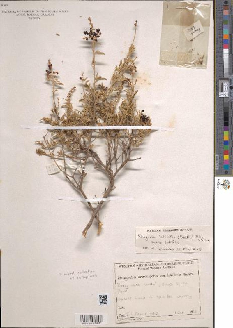 Chenopodium benthamii subsp. benthamii