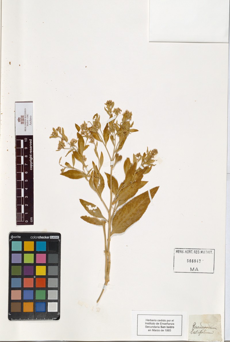 Chenopodium benthamii subsp. benthamii photo 2