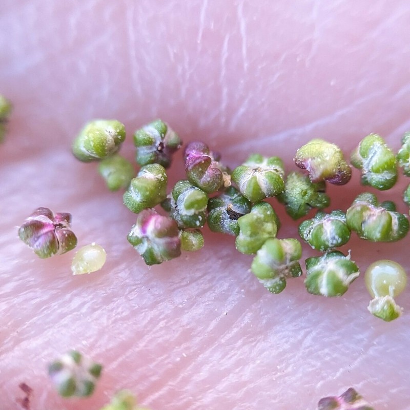 Pitseed Goosefoot