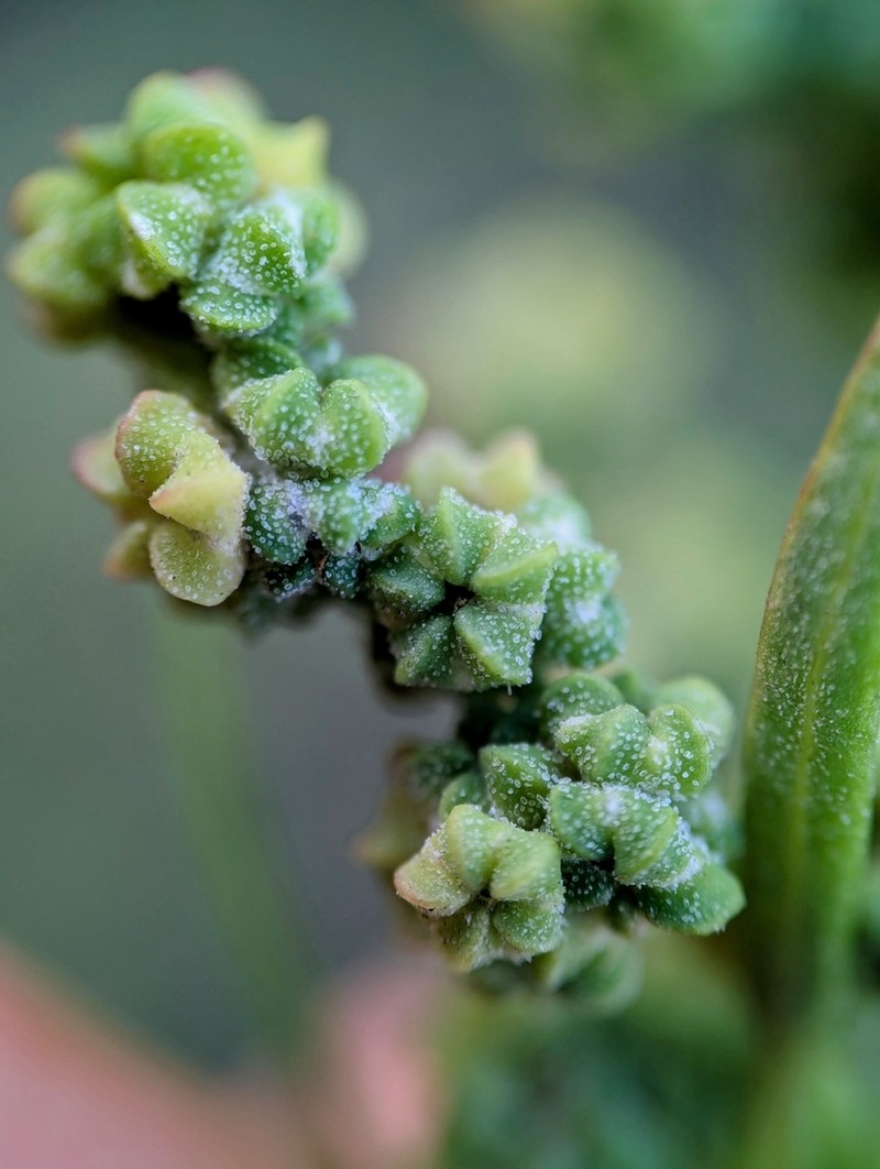Pitseed Goosefoot photo 3