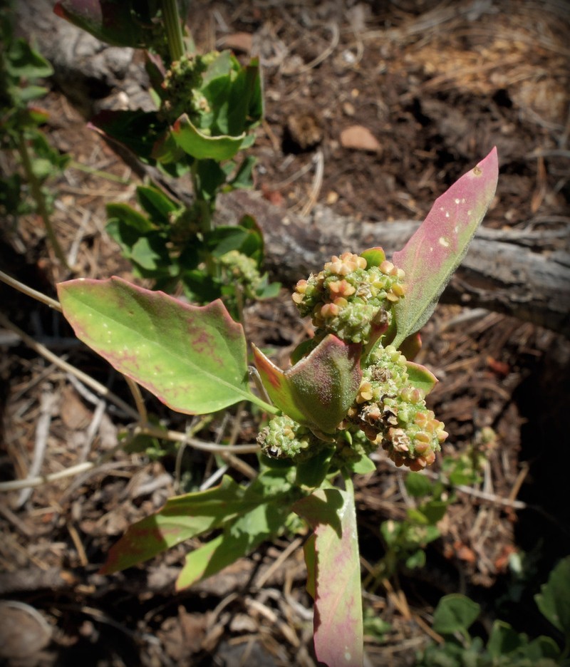 Pitseed Goosefoot photo 5