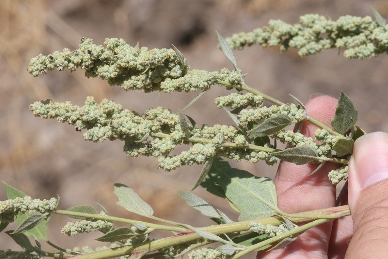 Pitseed Goosefoot photo 8