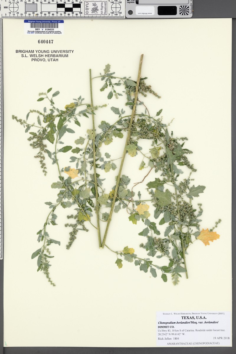 Chenopodium berlandieri var. berlandieri