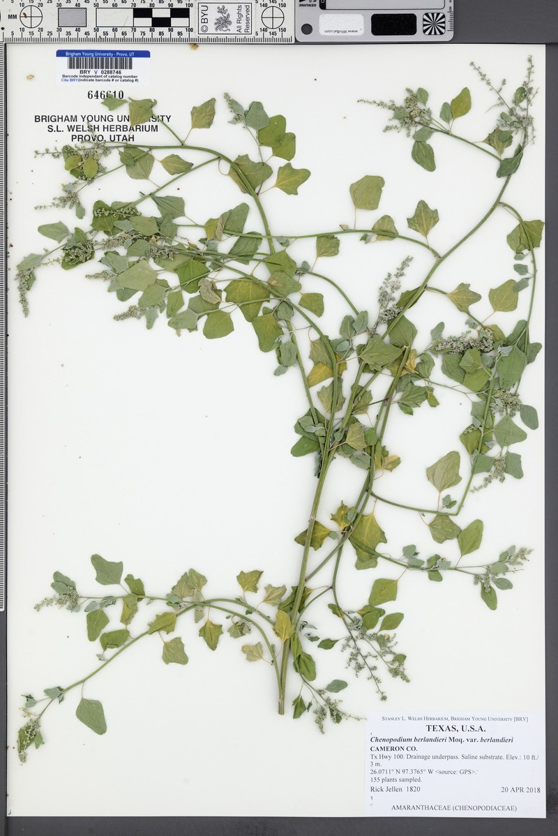 Chenopodium berlandieri var. berlandieri photo 2