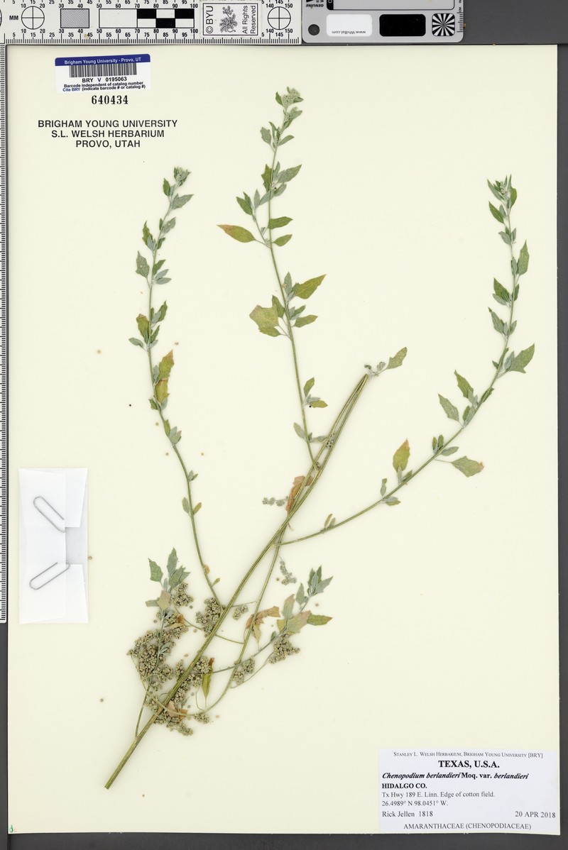 Chenopodium berlandieri var. berlandieri photo 3