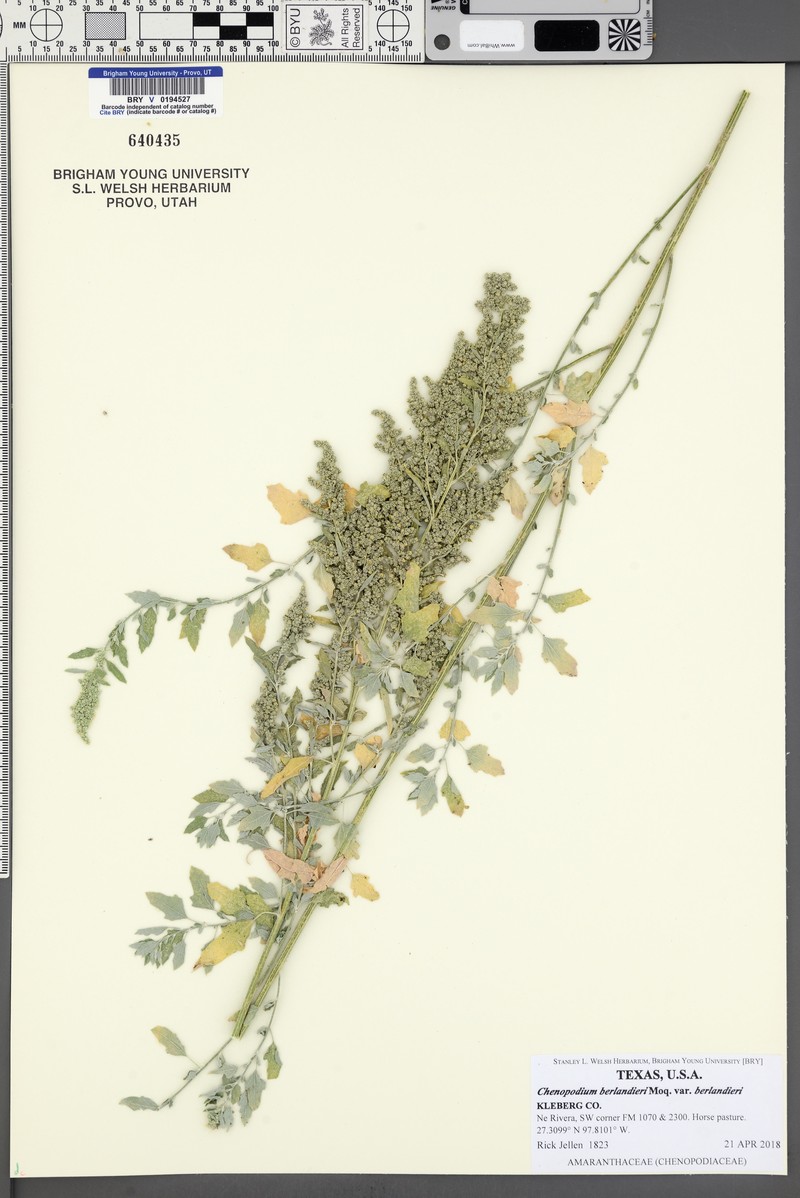 Chenopodium berlandieri var. berlandieri photo 4