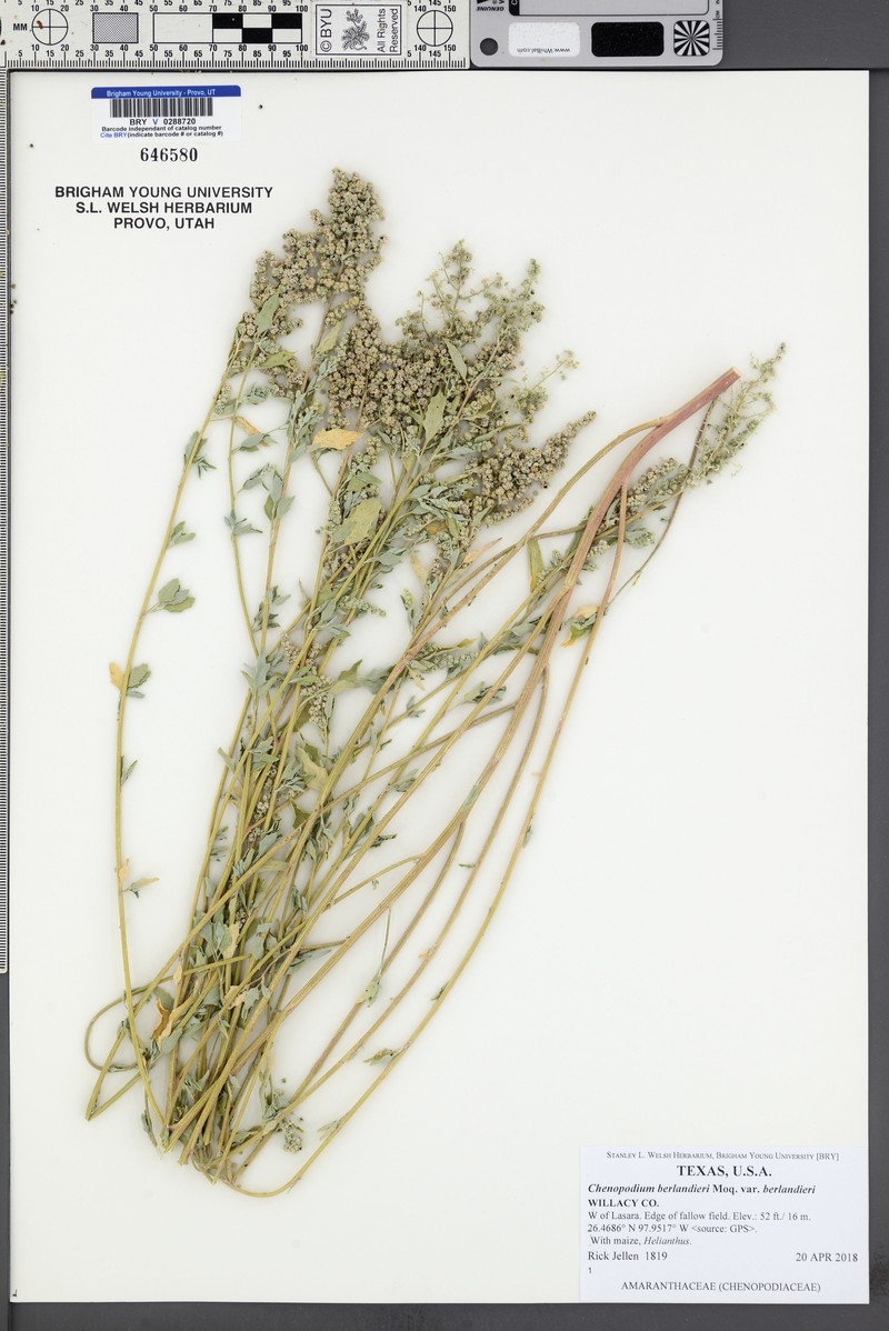 Chenopodium berlandieri var. berlandieri photo 5
