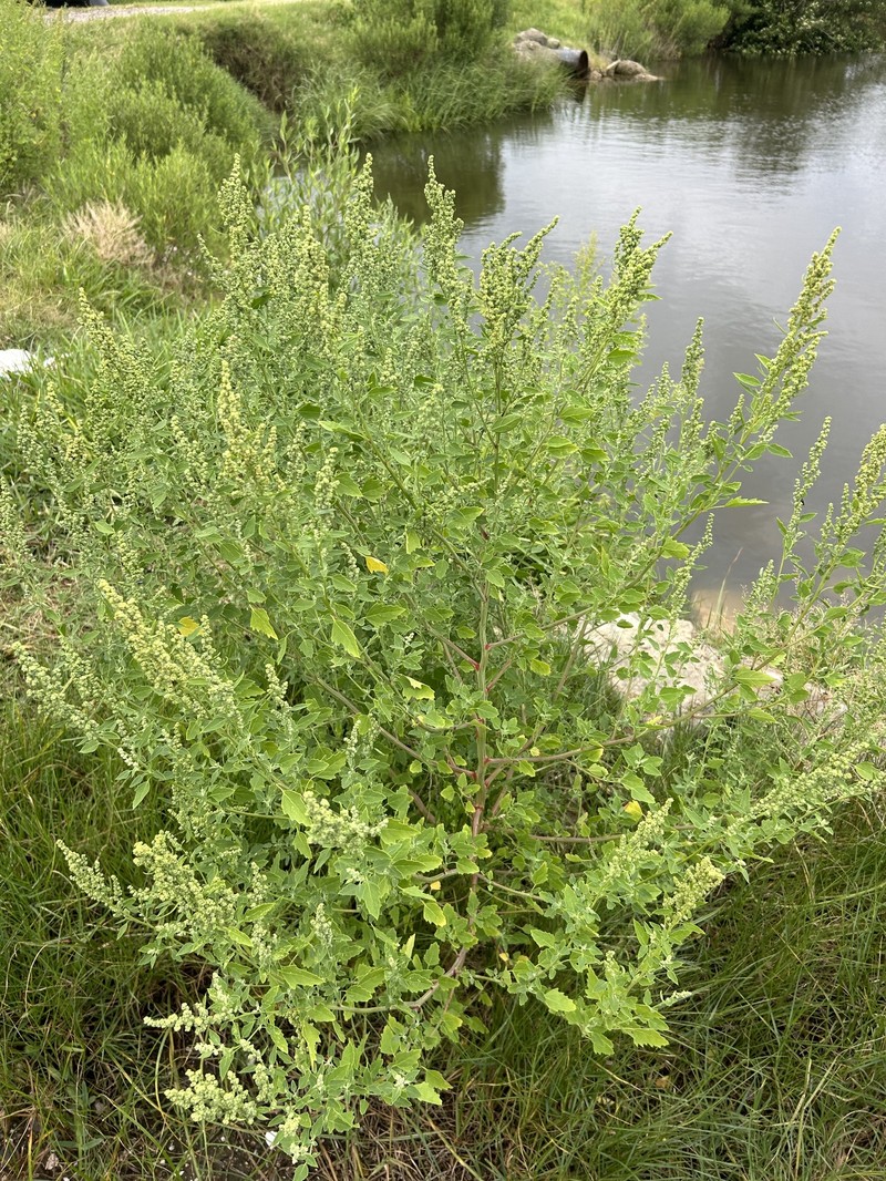 Chenopodium berlandieri var. boscianum