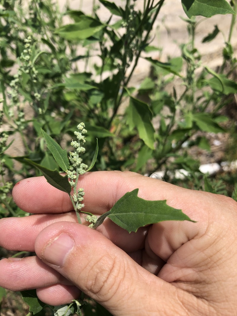 Chenopodium berlandieri var. boscianum photo 2