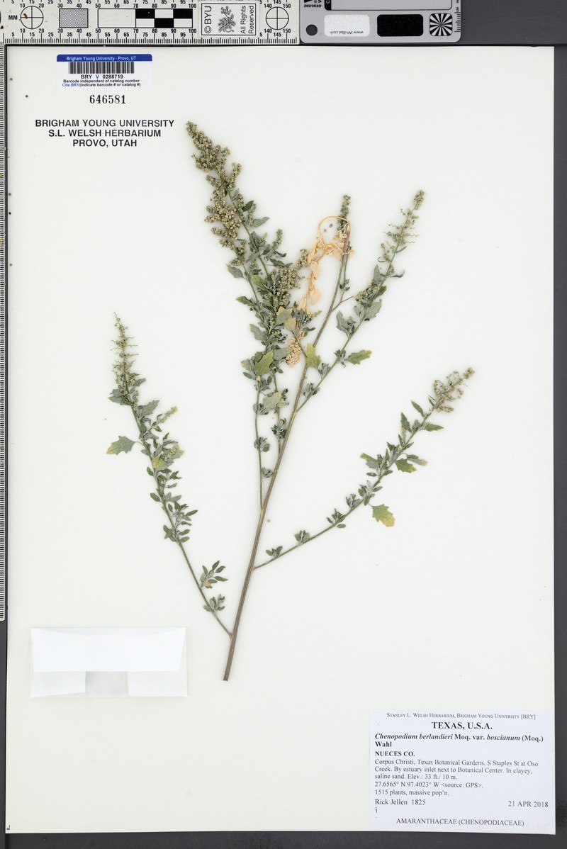 Chenopodium berlandieri var. boscianum photo 3
