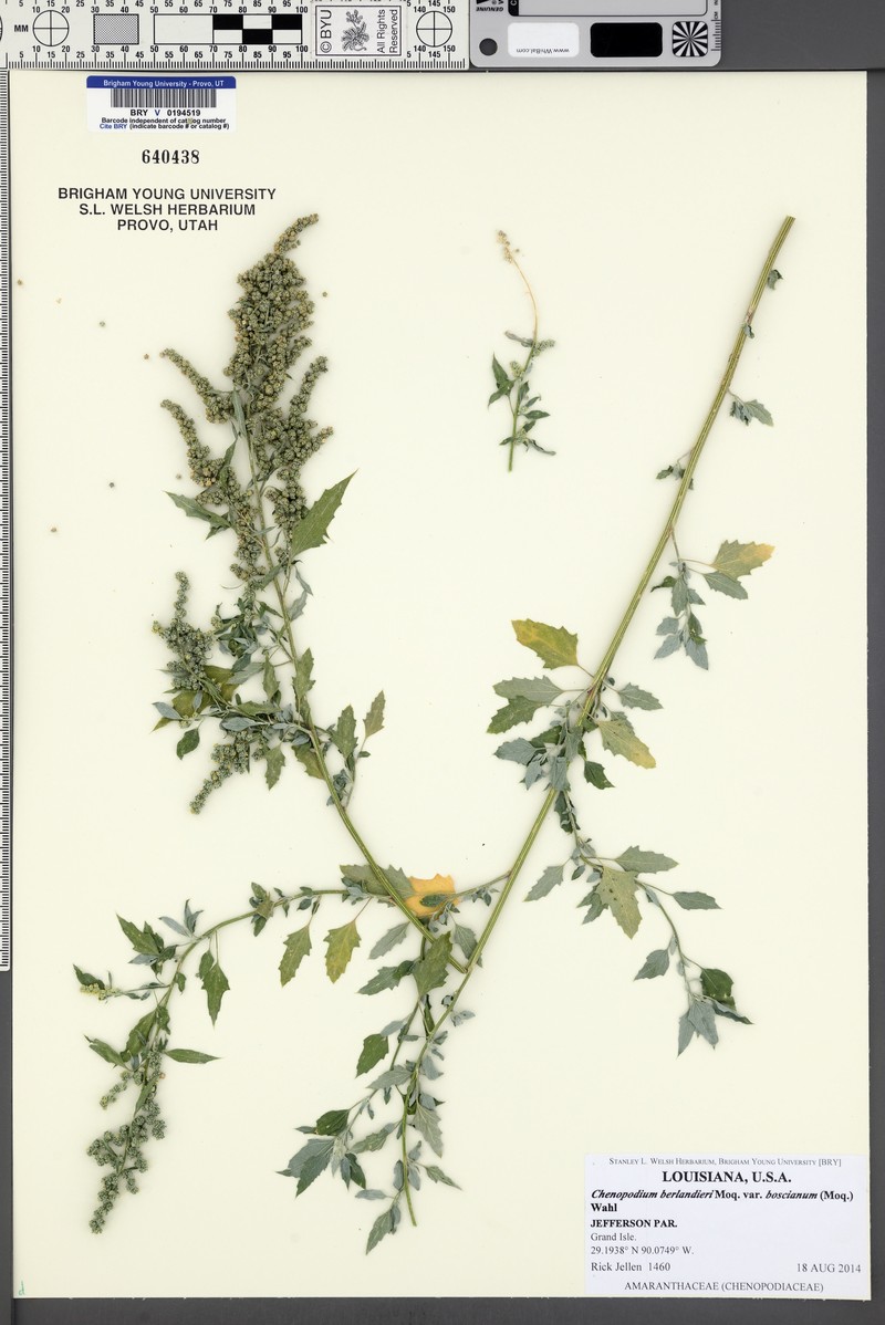 Chenopodium berlandieri var. boscianum photo 4